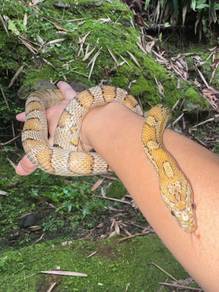 Adult Cornsnake