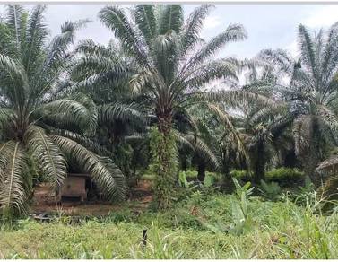 Agricultural-Land-for-sale-Sungai-Siput-Perak