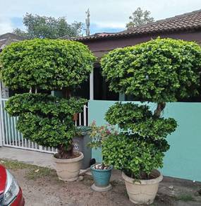 Pokok Bongsai