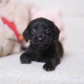 MINIATURE DACHSHUND Puppies D189 PREMIUM Quality