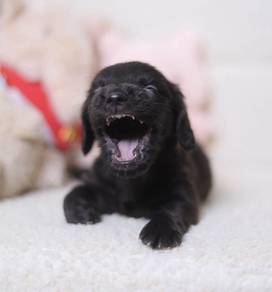 MINIATURE DACHSHUND Puppies D190 PREMIUM Quality