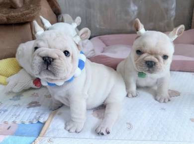 FRENCH BULLDOG PUPPIES VIP820🌻 Cream Premium-CERT