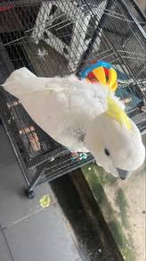cockatoo trained and friendly