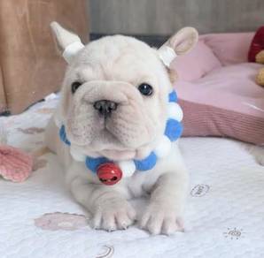 FRENCH BULLDOG PUPPIES VIP821🌻 Cream Premium-CERT