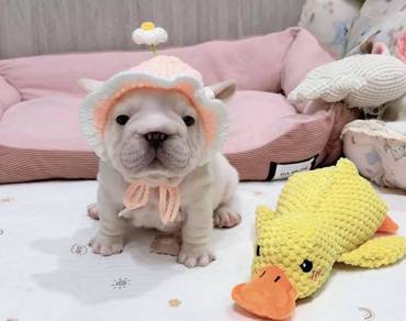 FRENCH BULLDOG PUPPIES VIP822🌻 Cream Premium-CERT