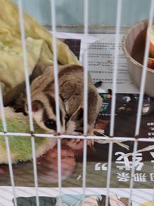 sugar glider 