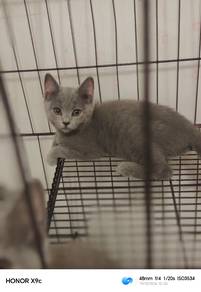 male bsh