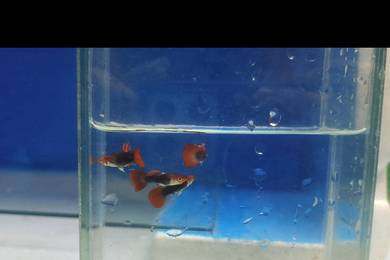 red tuxedo koi guppy