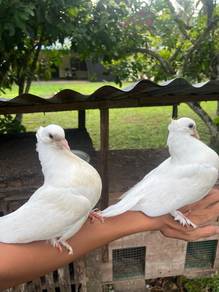 burung merpati merak 