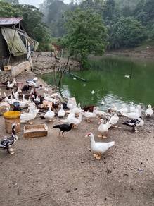 Itik Serati/Nila dan Angsa untuk dijual.