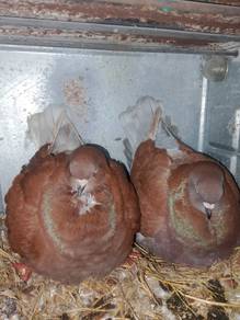 Burung merpati showking 