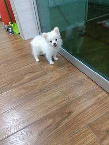 Pomeranian 