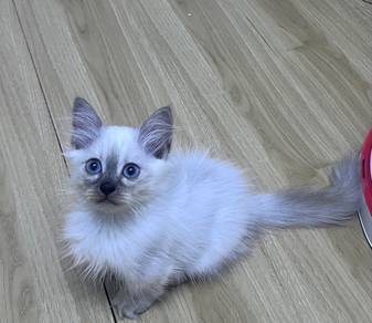 Munchkin kitten