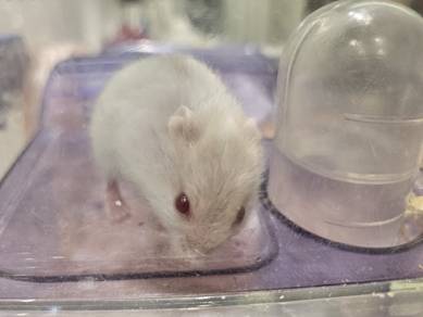 hamster