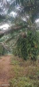 Kebun Sawit & Buahan 8 Ekar Freehold Simpang Renggam