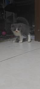Scottish Fold 