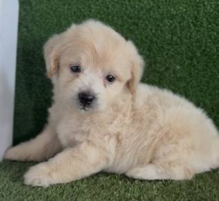 shipoo puppy