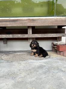 Long Coat Mini Dachshund Puppy
