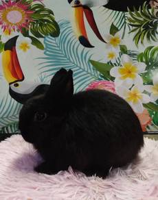 arnab netherland dwarf