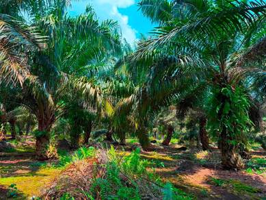 Pontian Kayu Ara Pasong 8.3 Acres Agricutural Land,3 Title