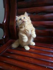 Munchkin kitten 