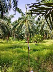 Agricultural-Land-for-sale-Ayer-Tawar-Perak