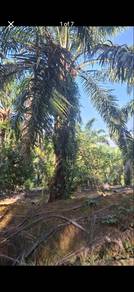 Agricultural-Land-for-sale-Manong-Perak