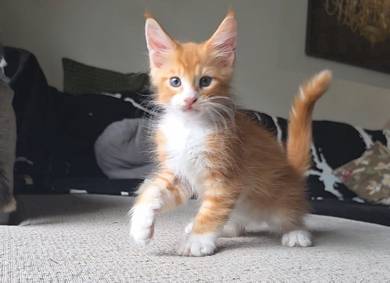 pure mainecooon kitten 
