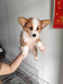 Pembroke welsh corgi q