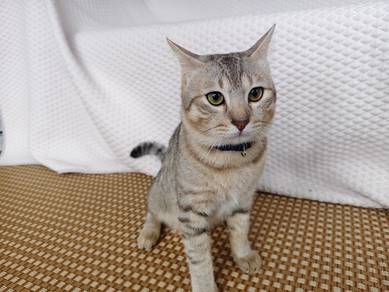 cat for adoption