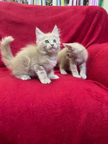 Maine coon