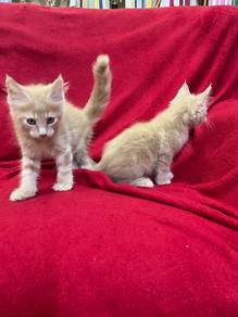 Maine coon