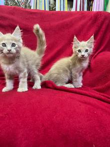 Maine coon