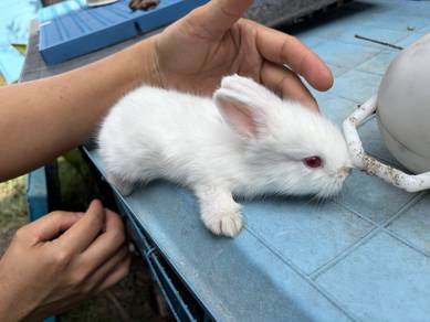 Baby Rabbits