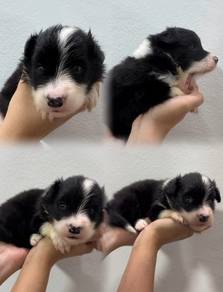 Stunning Classic Black & Tan Border Collie