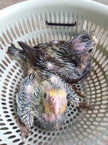 Anak Suap Burung Cockatiel