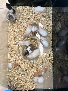hamster syrian
