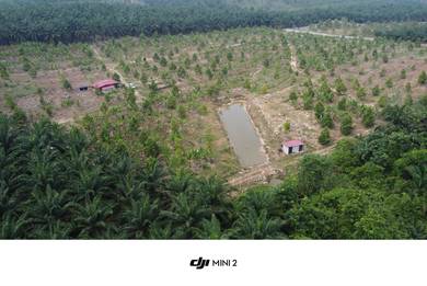 Durian Farm For Sale
