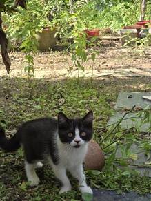 Bsh mix 