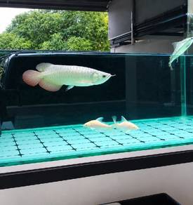 Arowana Super Red 