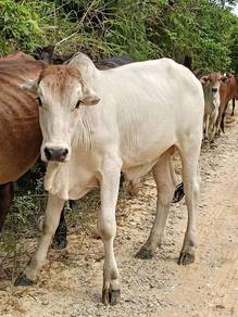 Lembu jantan jaras 