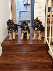German Shepherd