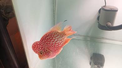 flowerhorn kamfa GB