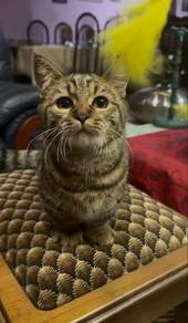 Kucing BSH Munchkin untuk dijual