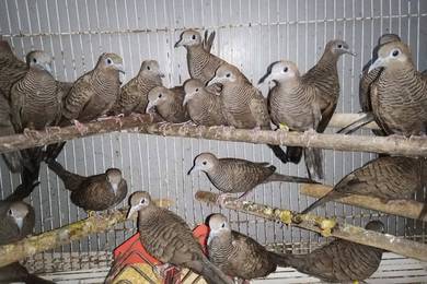 Burung merbok burma #ketitirburma
