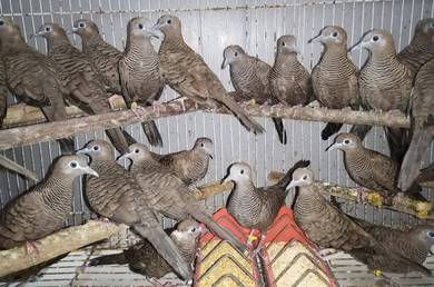 Burung merbok burma #ketitirburma