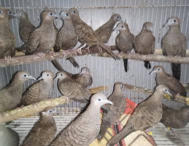 Burung merbok burma #ketitirburma