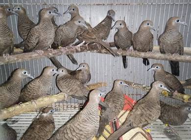 Burung merbok burma #ketitirburma