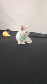 Munchkin Jantan