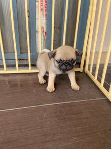 pug 